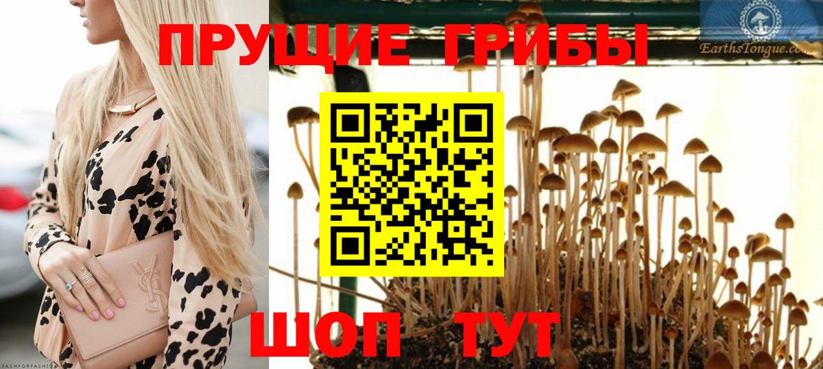 Псилоцибиновые грибы Psilocybe  Вход с VPN  Петрозаводск 